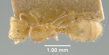 Media type: image;   Entomology 22598 Aspect: habitus dorsal view